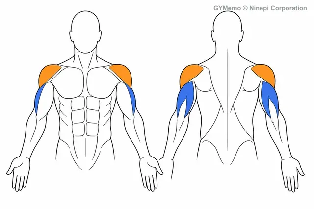 バーベルショルダープレスで主に鍛える筋肉の図