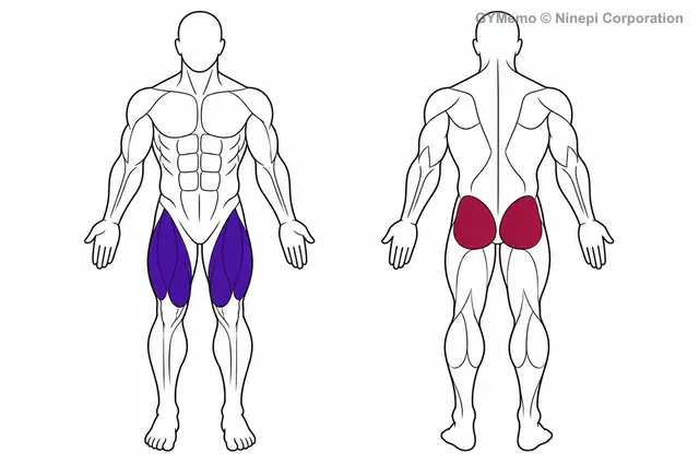 ベルトスクワットで主に鍛える筋肉の図