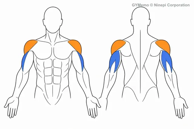 ベントオーバーロウで主に鍛える筋肉の図