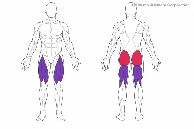 ブルガリアンスクワットで主に鍛える筋肉の図