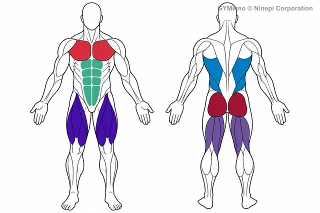 バーピーで主に鍛える筋肉の図
