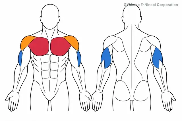 ケーブルチェストプレスで主に鍛える筋肉の図