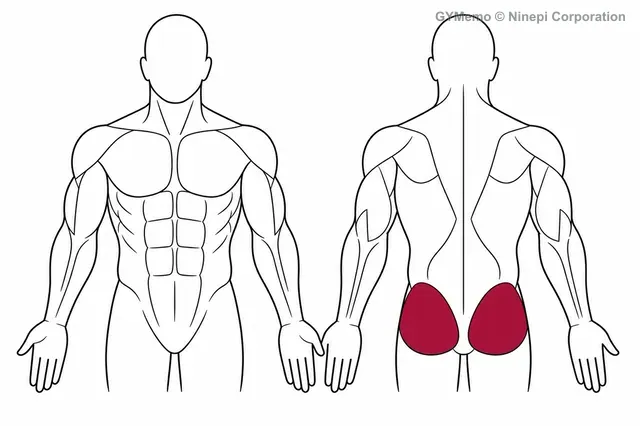 ケーブルキックバックで主に鍛える筋肉の図
