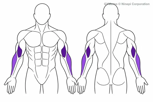 ケーブルハンマーカールで主に鍛える筋肉の図