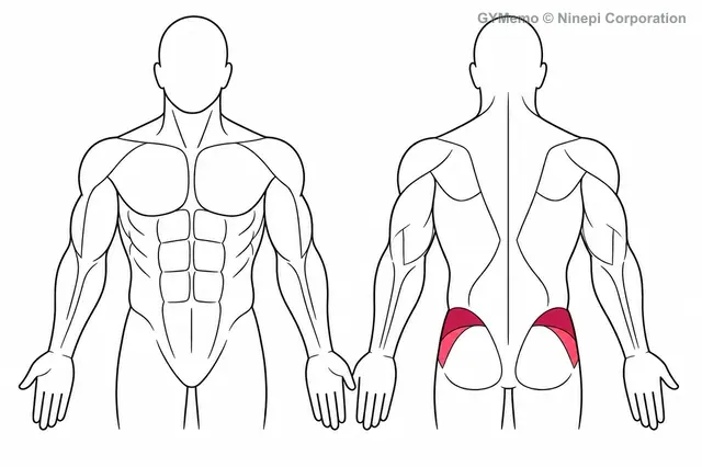 ケーブル・ヒップアブダクションで主に鍛える筋肉の図