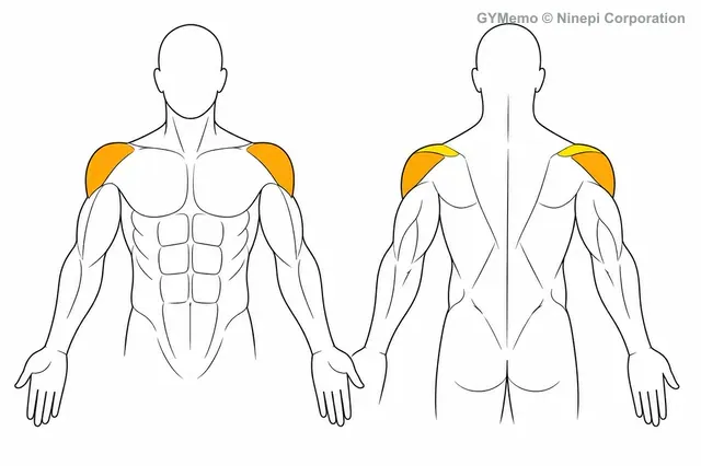 ケーブルラテラルレイズで主に鍛える筋肉の図