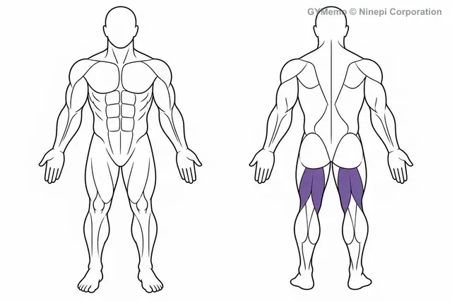 ケーブルレッグカールで主に鍛える筋肉の図