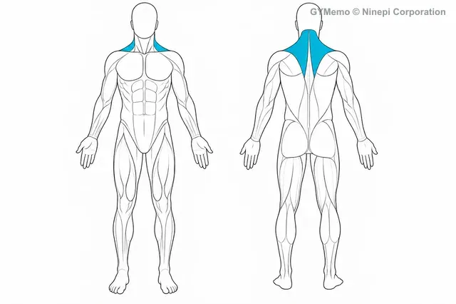 ケーブル・シュラッグで主に鍛える筋肉の図