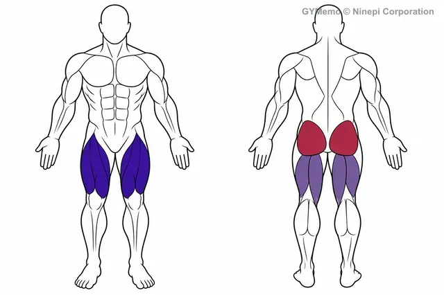 ケーブル・スクワットで主に鍛える筋肉の図