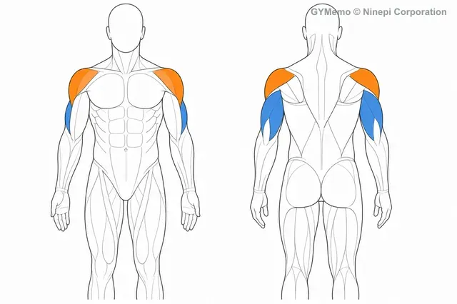 ケーブルトライセプスエクステンションで主に鍛える筋肉の図