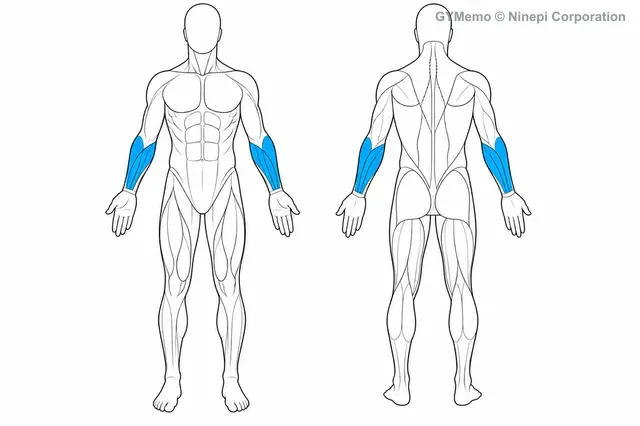 ケーブル・リストカールで主に鍛える筋肉の図