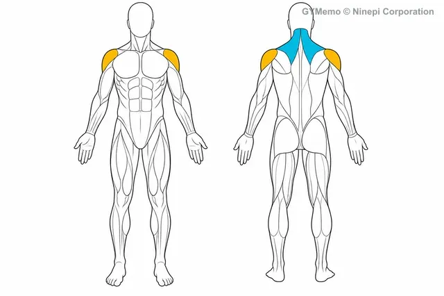 ケーブルYレイズで主に鍛える筋肉の図