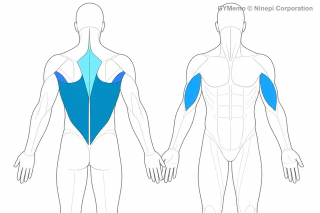 チンアップ(逆手懸垂)で主に鍛える筋肉の図