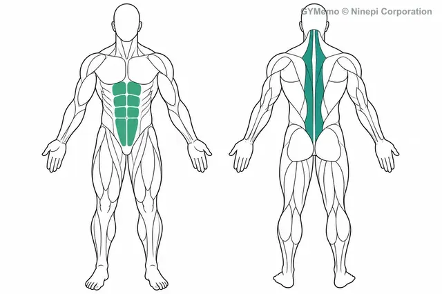 デッドバグで主に鍛える筋肉の図