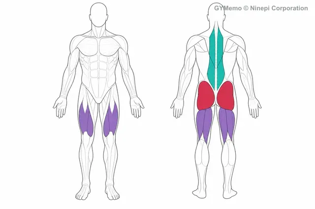 デッドリフトで主に鍛える筋肉の図