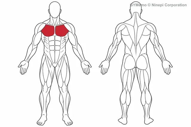 デクライン・ダンベルフライで主に鍛える筋肉の図
