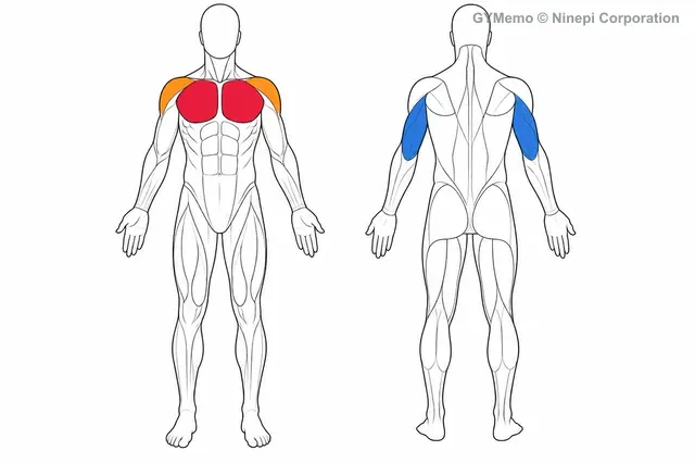 デクライン・プッシュアップで主に鍛える筋肉の図