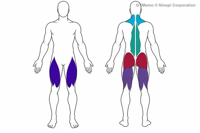 ダンベル・デッドリフトで主に鍛える筋肉の図