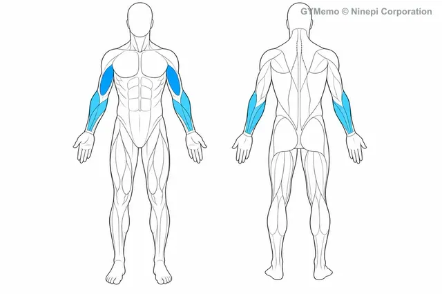 ダンベルリバースカールで主に鍛える筋肉の図