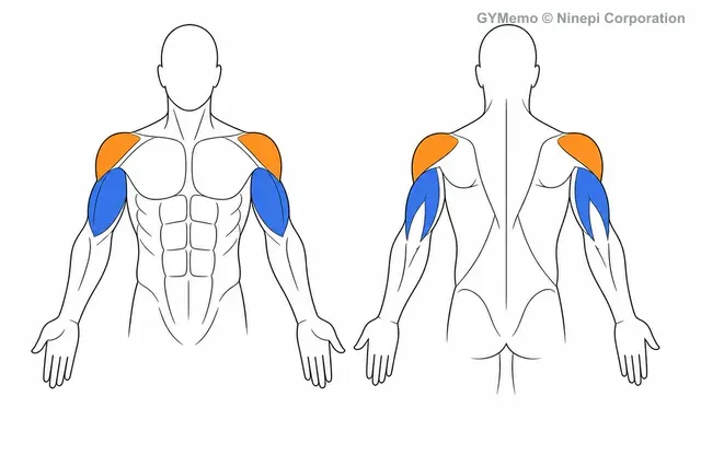 ダンベルショルダープレスで主に鍛える筋肉の図