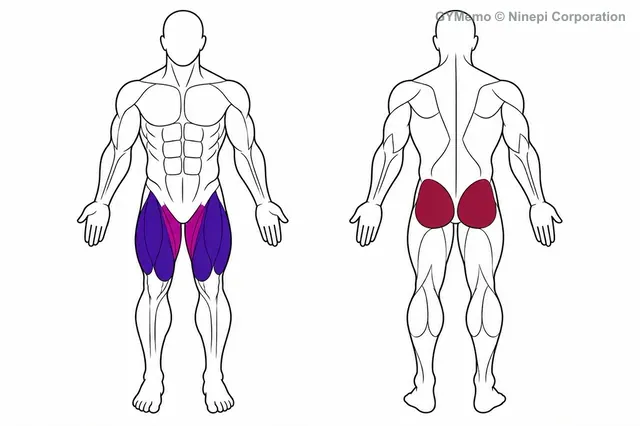 ダンベル・ワイドスクワットで主に鍛える筋肉の図