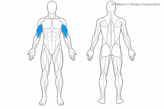 EZバーカールで主に鍛える筋肉の図