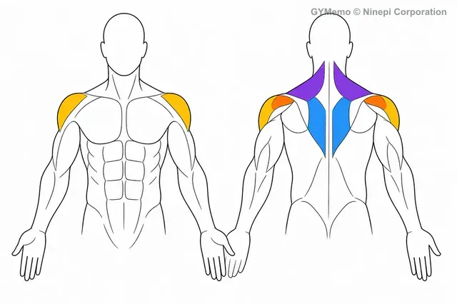 フェイスプルで主に鍛える筋肉の図