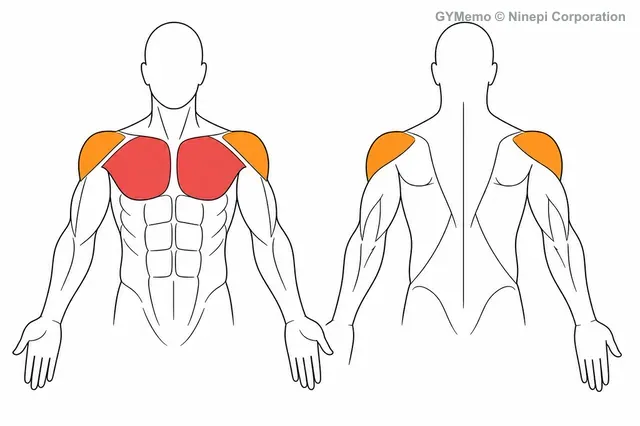 フロントレイズで主に鍛える筋肉の図