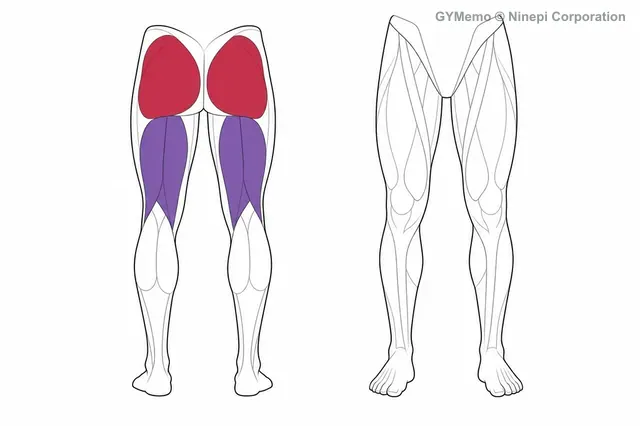 ヒップリフト(グルートブリッジ)で主に鍛える筋肉の図