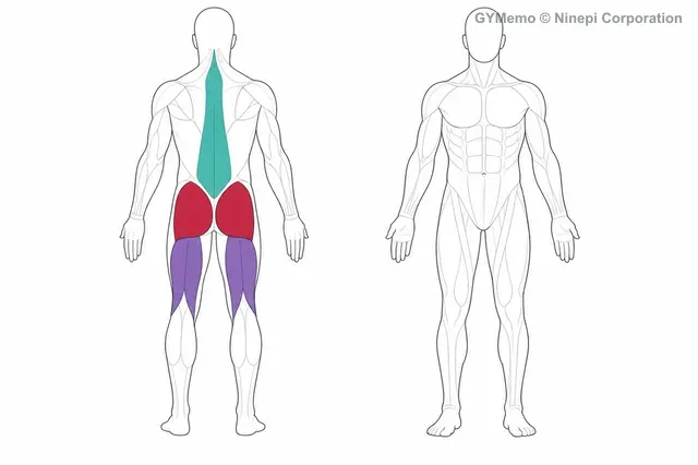 グッドモーニングで主に鍛える筋肉の図