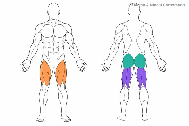 ハックスクワットで主に鍛える筋肉の図