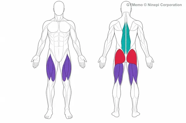 ハーフスクワットで主に鍛える筋肉の図