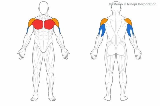 ハンマーカールで主に鍛える筋肉の図