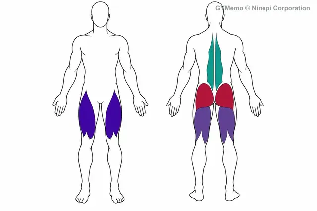ハイバースクワットで主に鍛える筋肉の図
