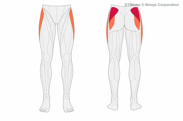 ヒップアブダクションで主に鍛える筋肉の図