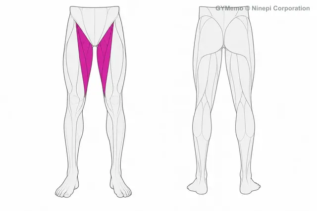 ヒップアダクションで主に鍛える筋肉の図