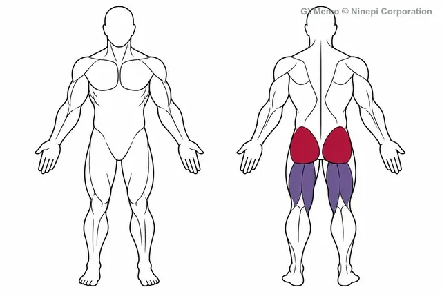 ヒップスラストマシンで主に鍛える筋肉の図