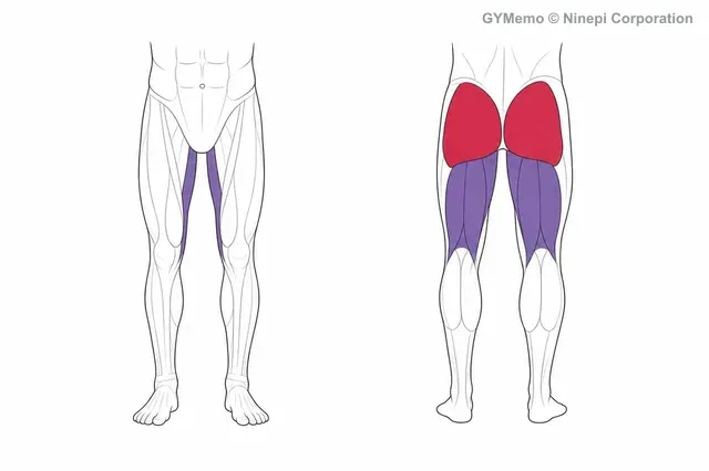 ヒップスラストで主に鍛える筋肉の図