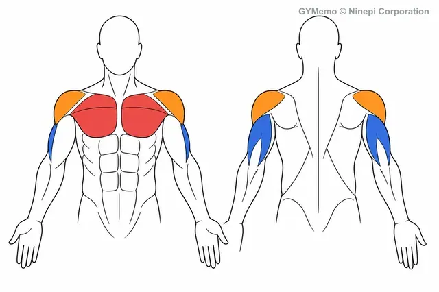 インクラインベンチプレスで主に鍛える筋肉の図