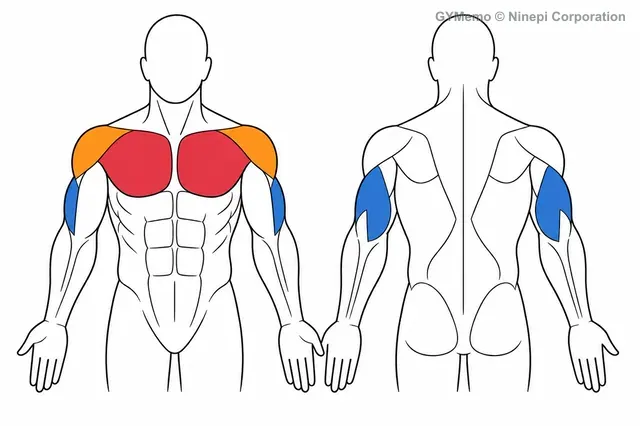 インクライン・ケーブルチェストプレスで主に鍛える筋肉の図