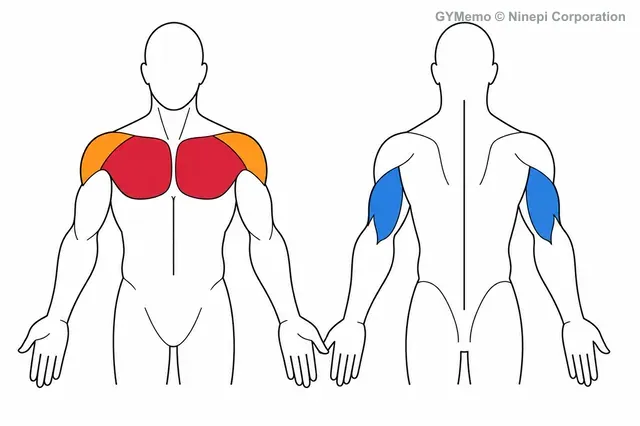 ラーセンベンチプレス（脚伸ばし）で主に鍛える筋肉の図