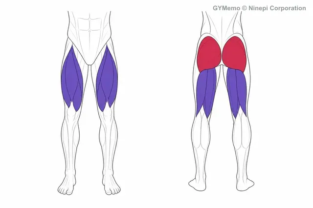 レッグプレスで主に鍛える筋肉の図