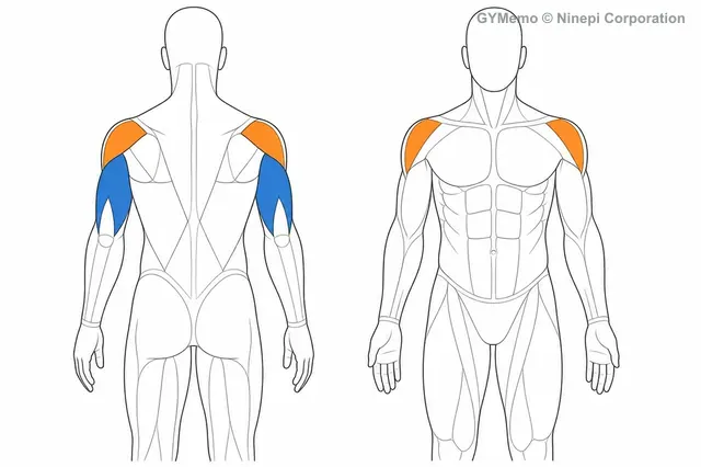 ライイングトライセプスエクステンションで主に鍛える筋肉の図