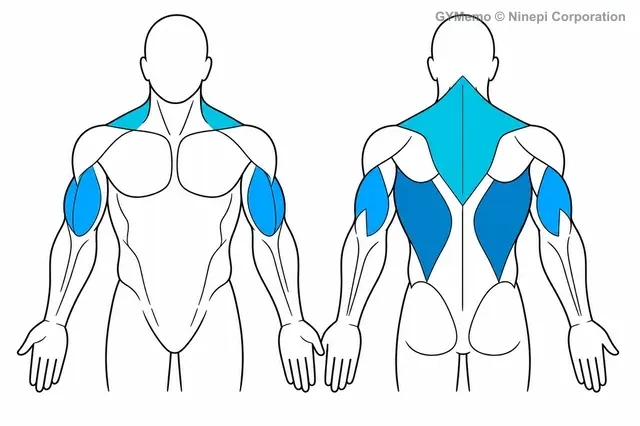 ニュートラルグリップ・チンニングで主に鍛える筋肉の図