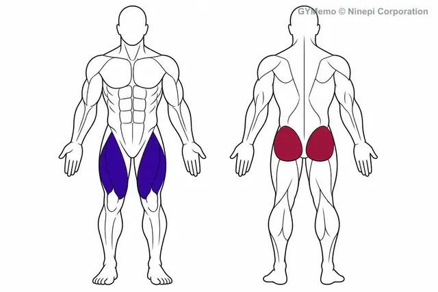 ペンデュラムスクワットで主に鍛える筋肉の図