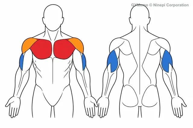 左右独立式チェストプレス(プレートロード)で主に鍛える筋肉の図