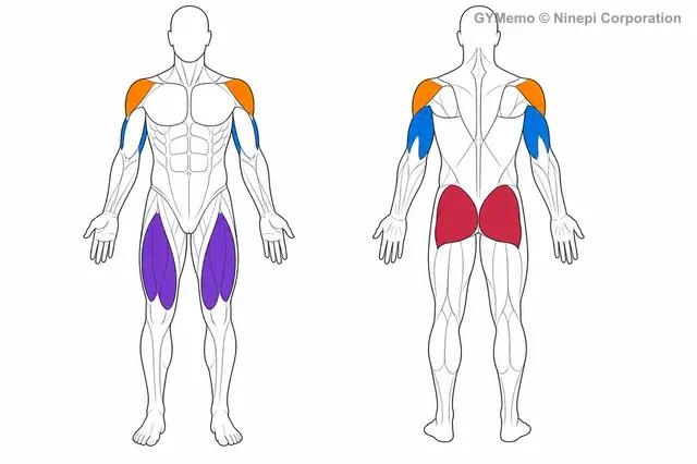 プッシュプレスで主に鍛える筋肉の図