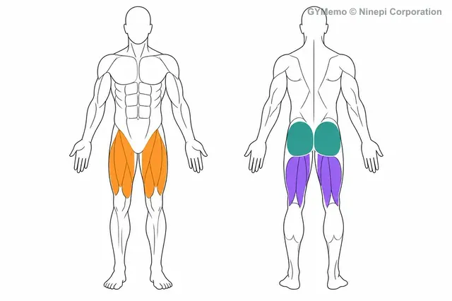 リバースランジで主に鍛える筋肉の図