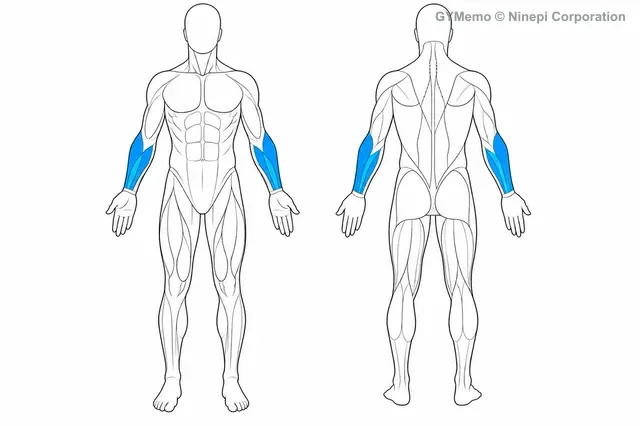 リバース・リストカールで主に鍛える筋肉の図