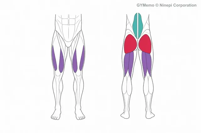 ルーマニアンデッドリフトで主に鍛える筋肉の図